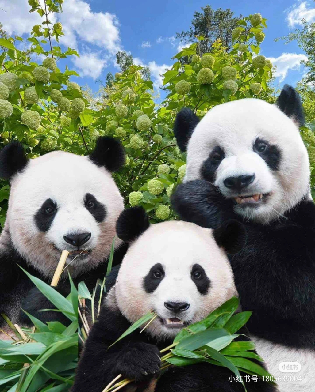 这张熊猫三兄弟图真的好可爱