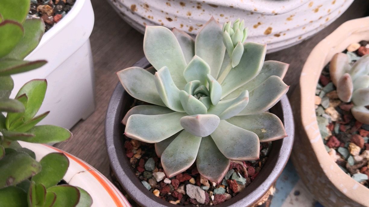 为何这徒长的多肉如此难看