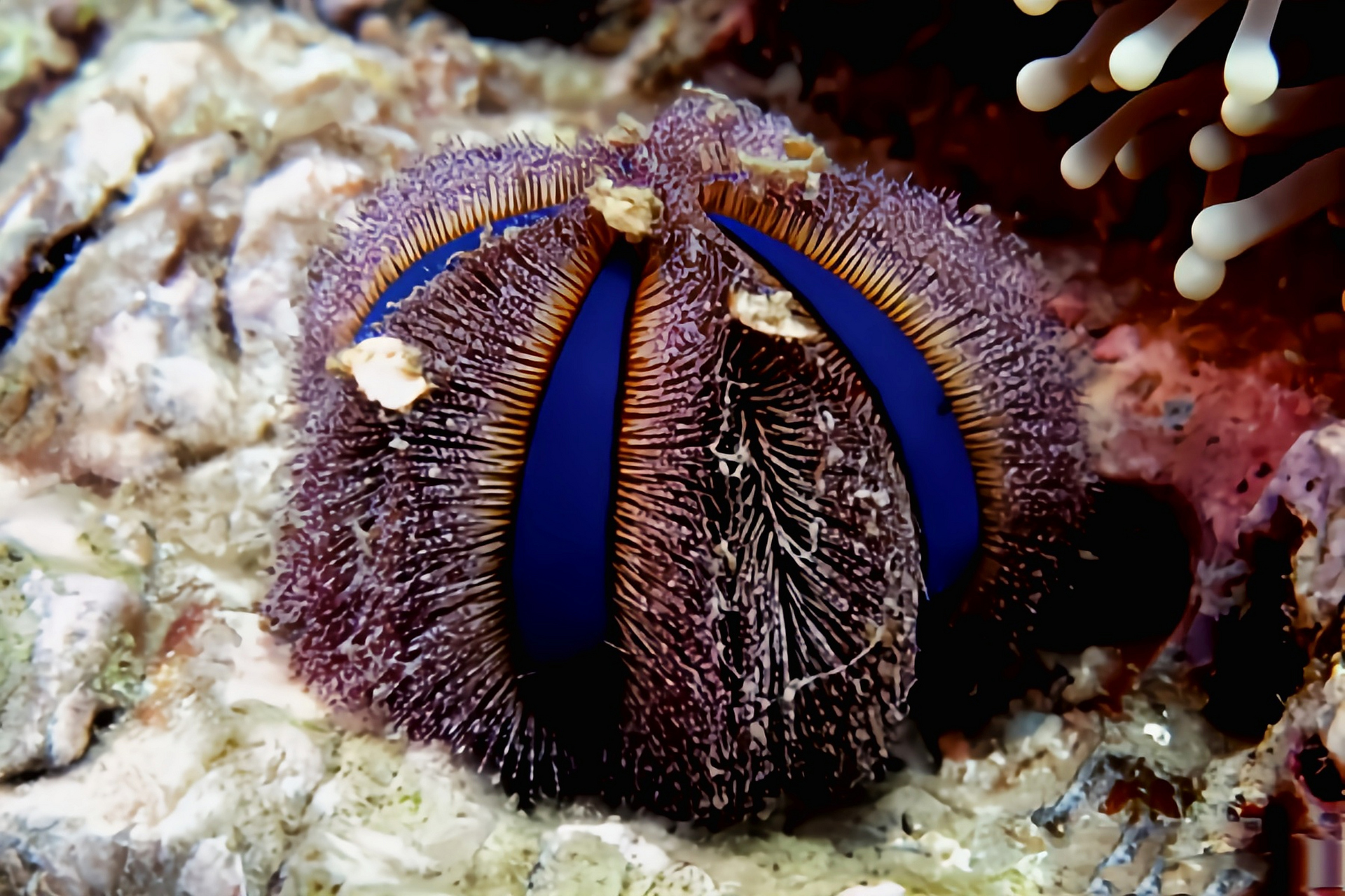 每天认识一种动物——蓝礼服海胆 蓝礼服海胆别名短刺海胆,球海胆,原