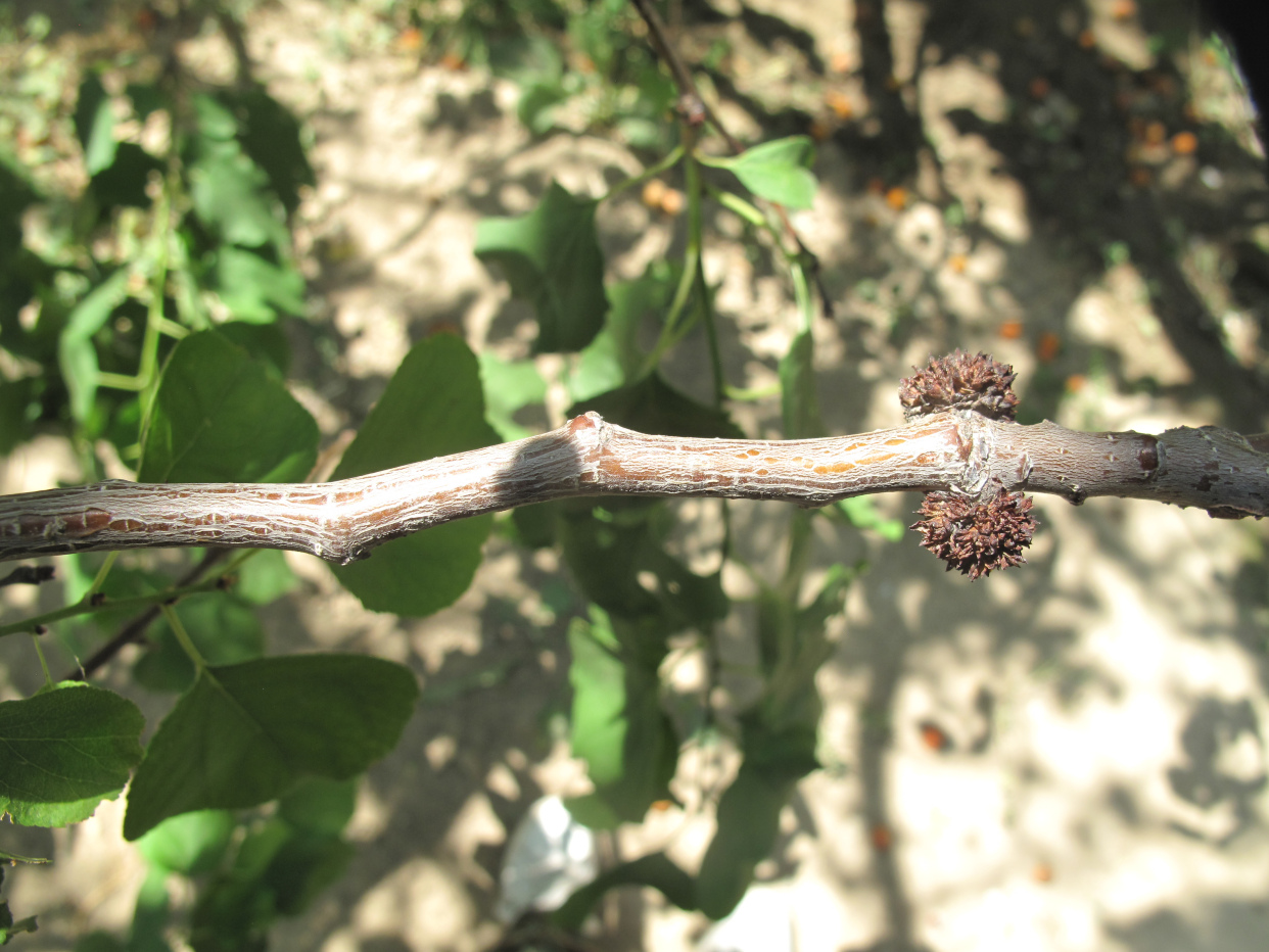 抓住关键时期——防治杏树上难缠的杏芽瘿病(瘿瘤)