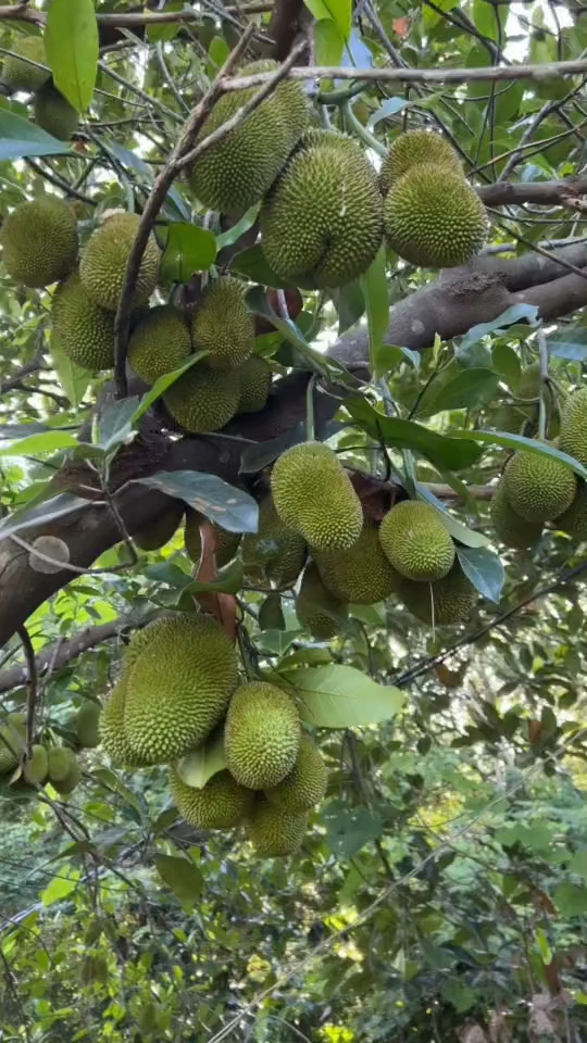 东南亚的菠萝蜜树王