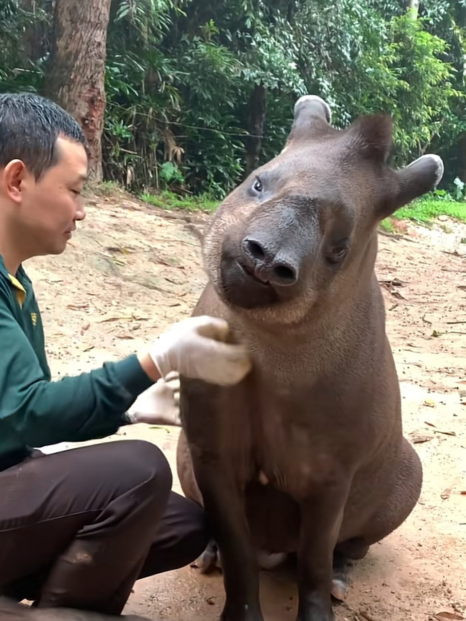 巴西貘也太可爱了吧!要不是因为互联网我可能一辈子都认识不了.[笑哭]