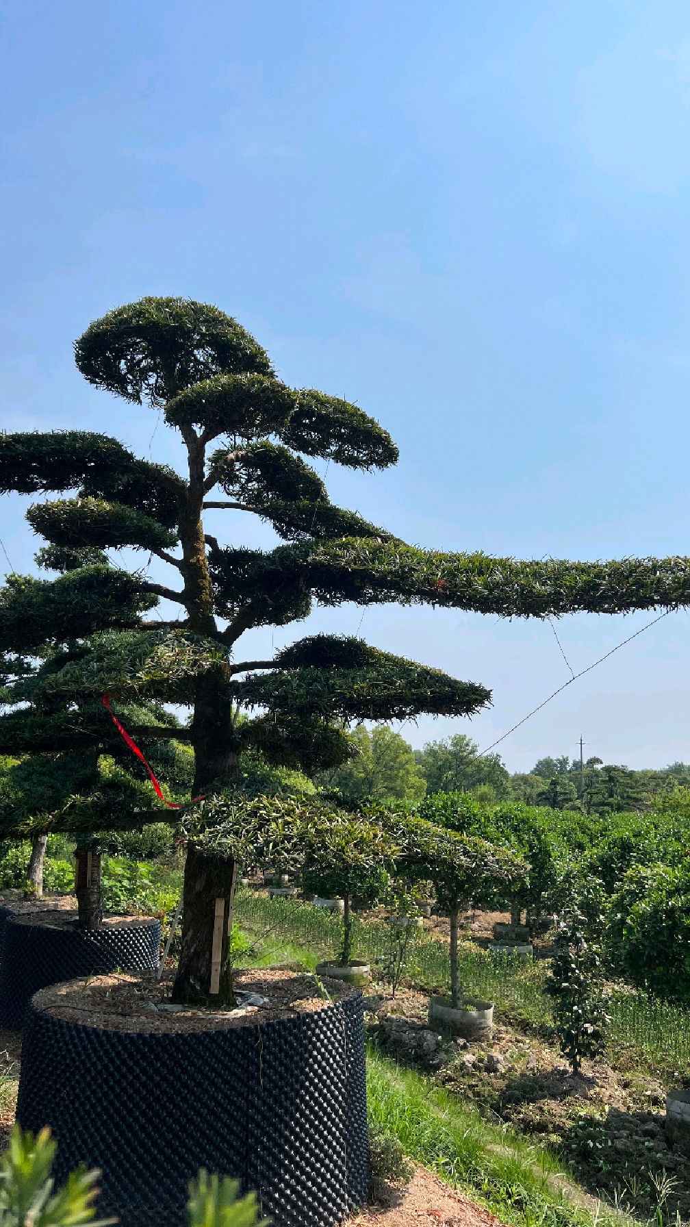 一棵精品造型罗汉松高度4米带大长飘,你有没有心动?