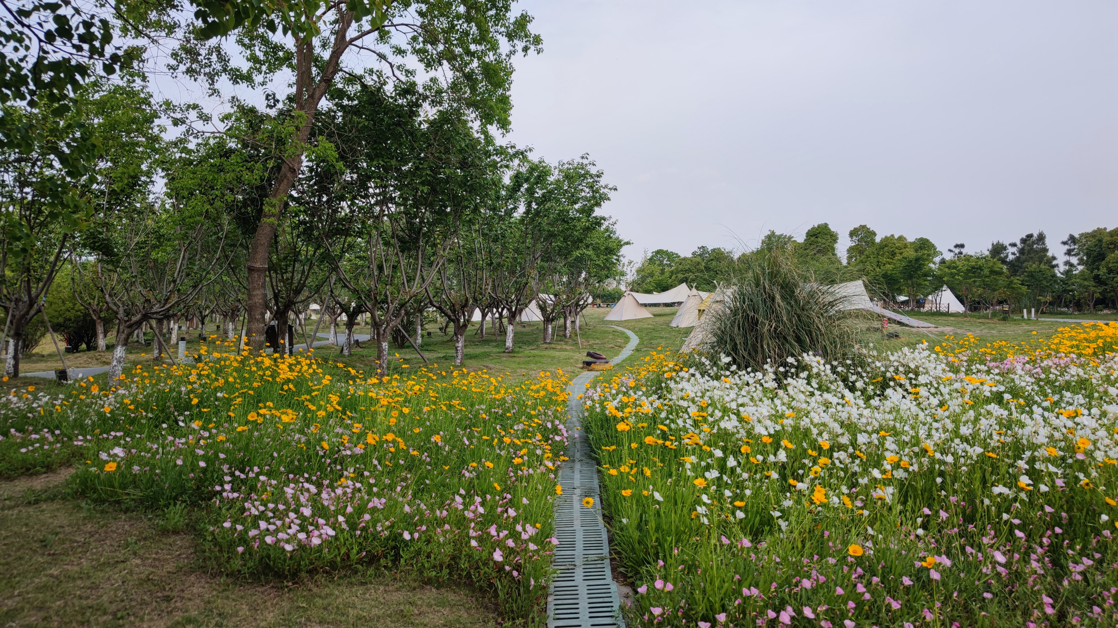 图中这个美丽的地方是泰州溱湖绿洲的网红小杨村,在这里建立起了一个