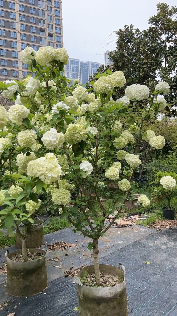 中华木绣球又名斗球花开如斗耐寒耐旱南北方都可以栽植