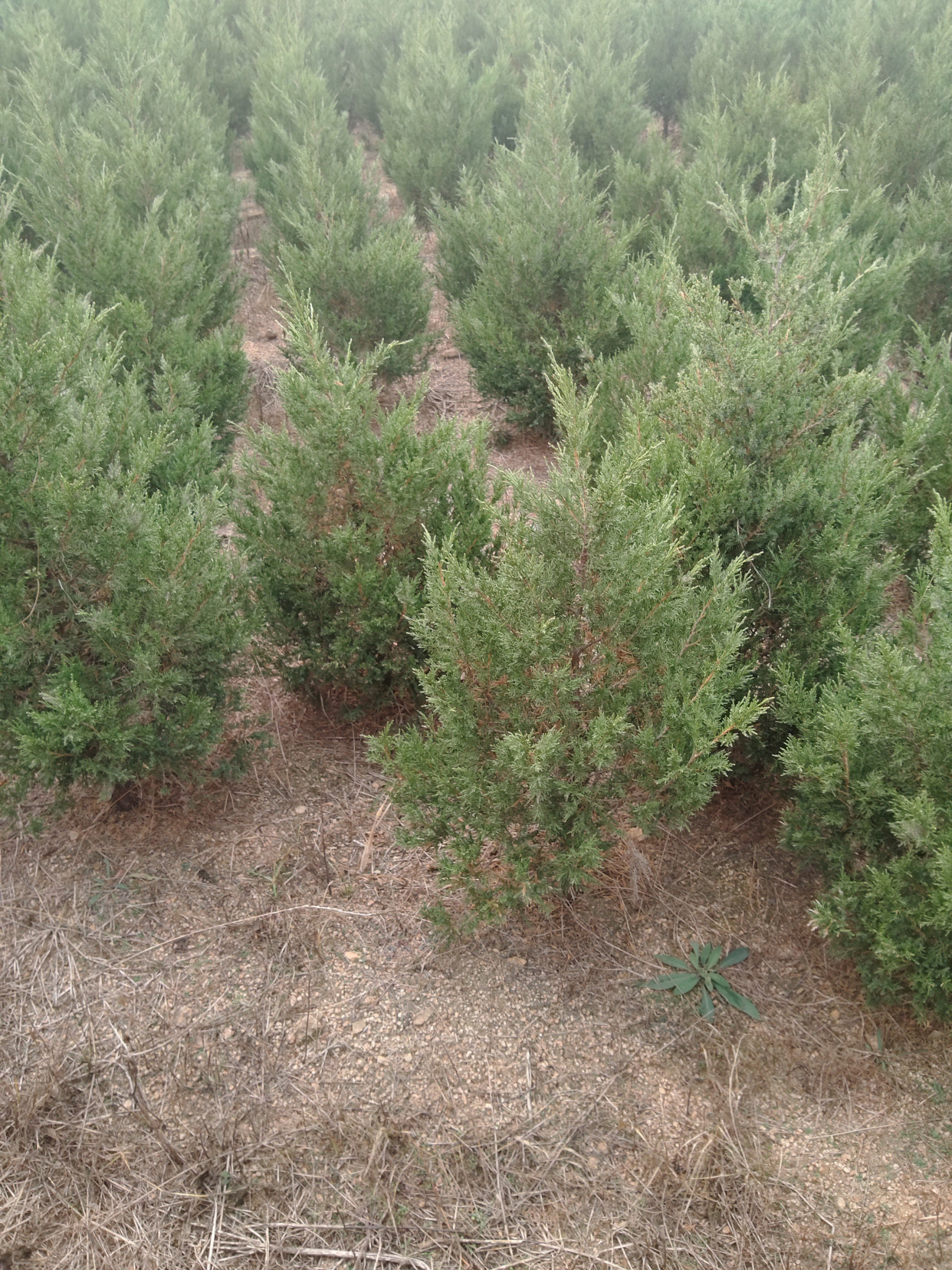 5米蜀桧日照惠泽农林苗木基地