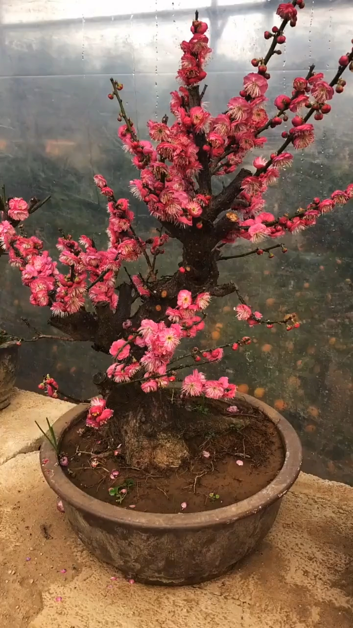 丰厚大红梅盆栽