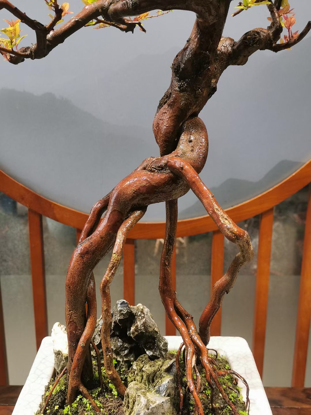 精品雀梅桩