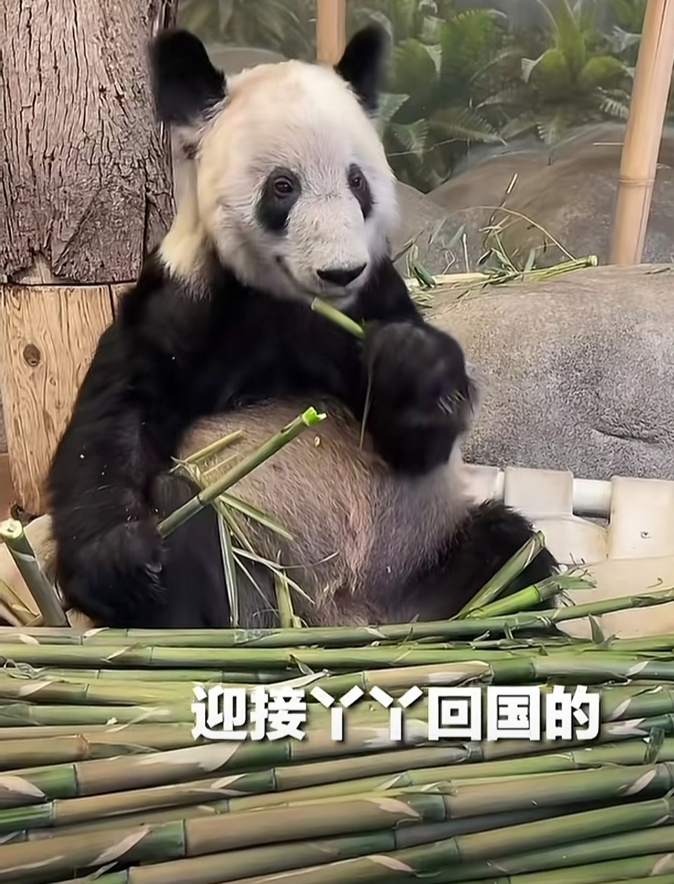 迎接旅美大熊猫丫丫回国! 外交部:中方已做好各项准备工作