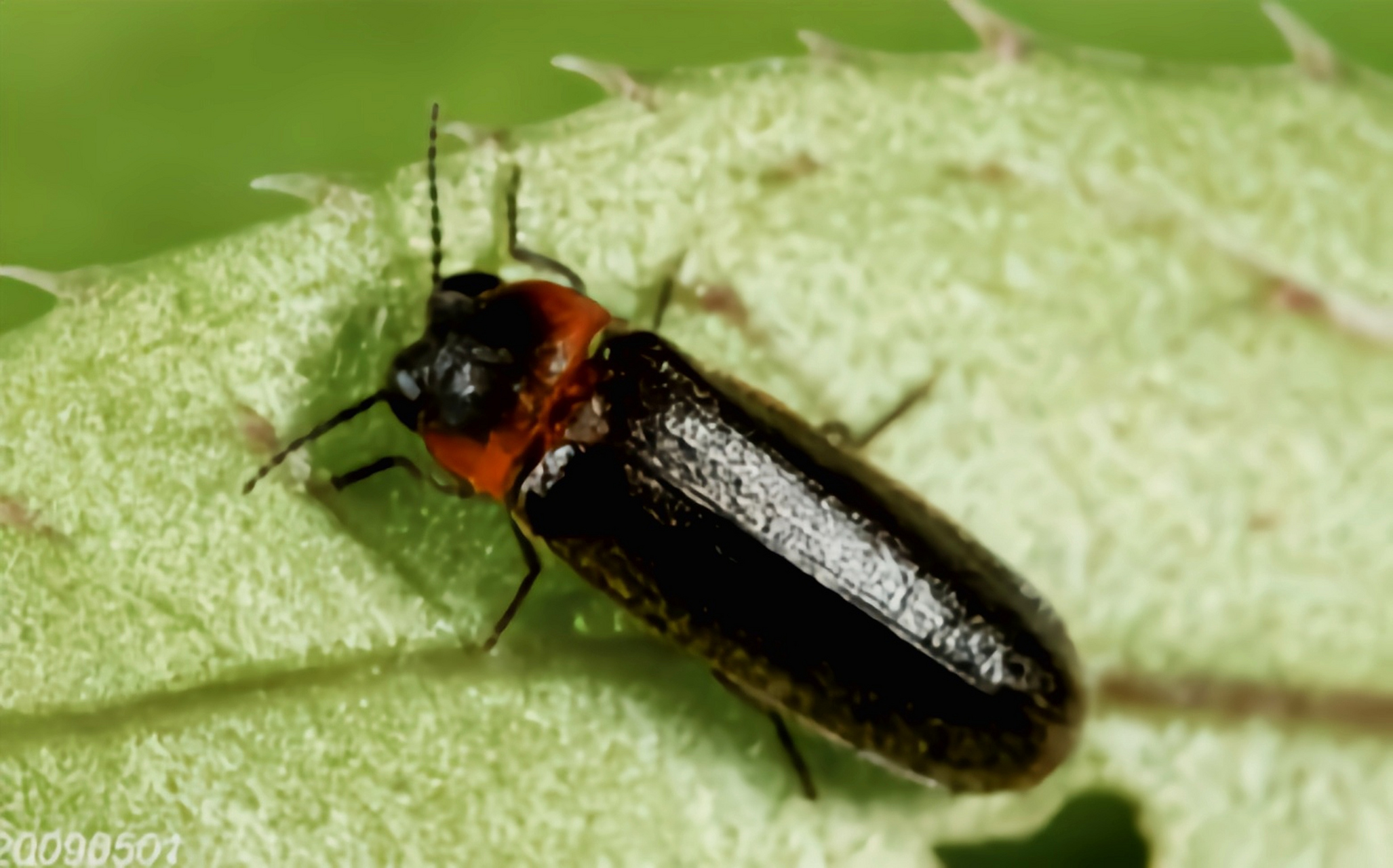 纹胸黑翅萤是常见萤火虫中体型最小的.成虫体长0.5-0.8厘米.