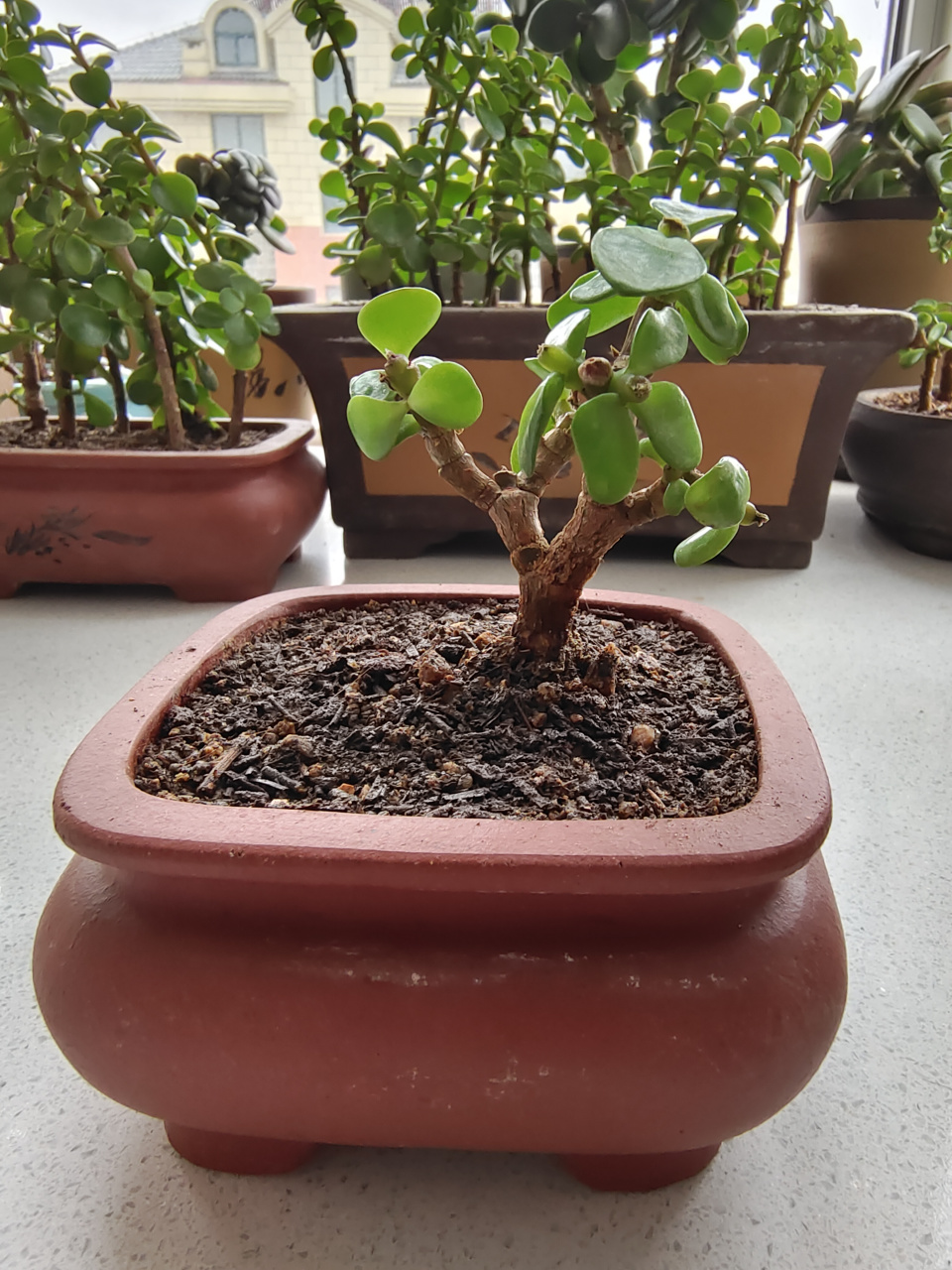 修剪的金枝玉叶小盆景造型,最好选春季或者秋季进行,气候环境适宜