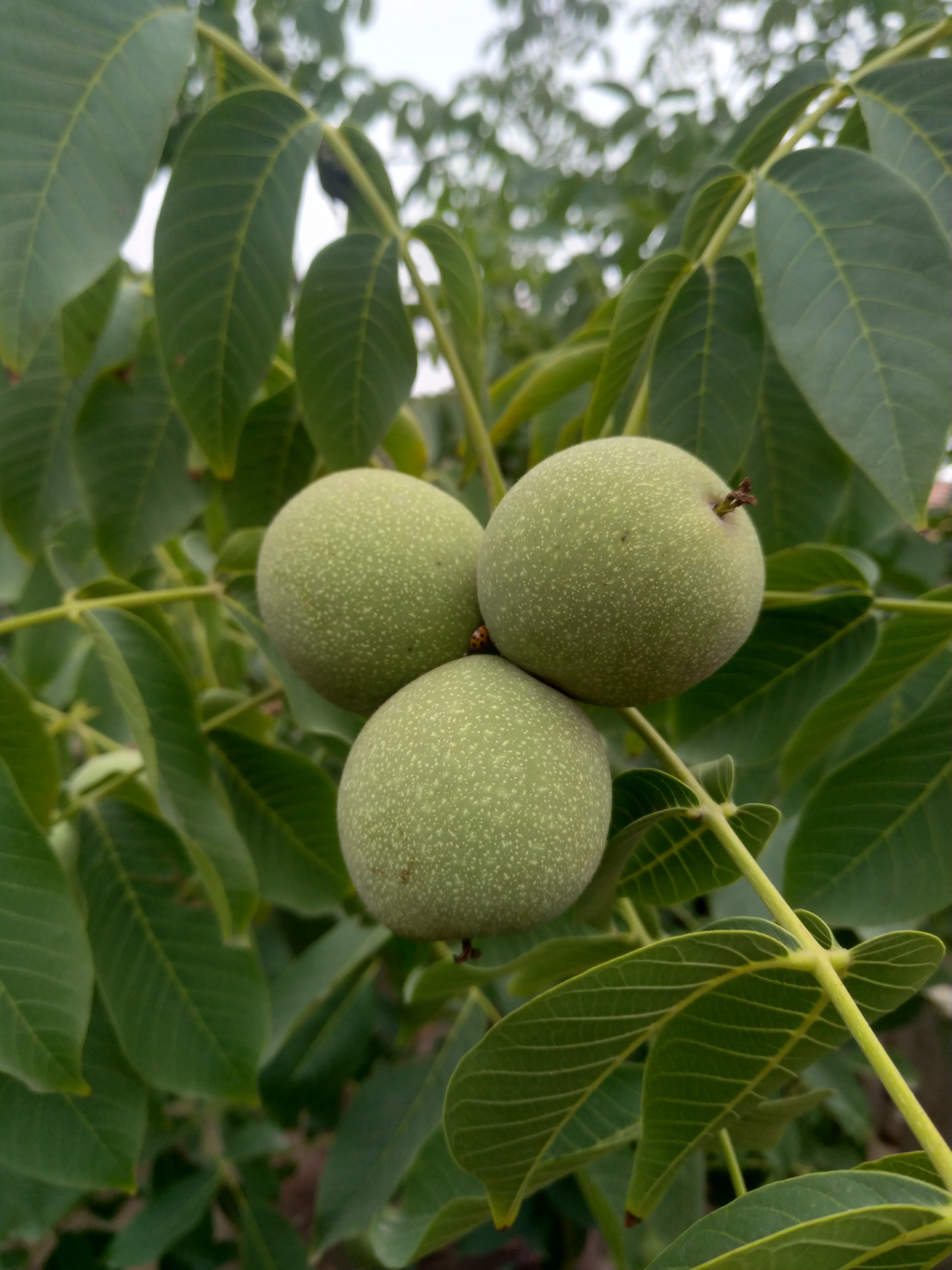 你见过未成熟的核桃吗?