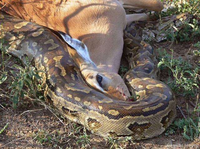 梦见两条蟒蛇,探索梦境背后的深层含义与启示 梦见两条蟒蛇,探索梦境背后的深层含义与启示