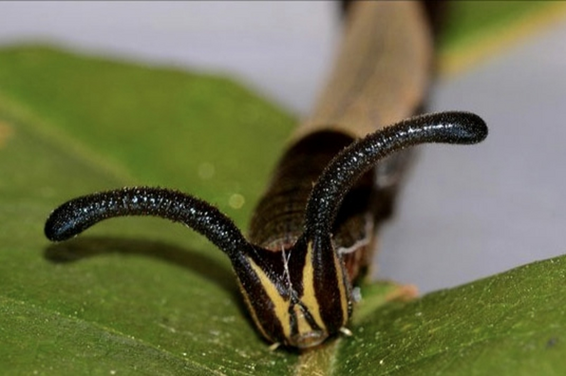 每天认识一种昆虫——电蛱蝶 电蛱蝶别名流星蛱蝶,原产于亚洲东部至