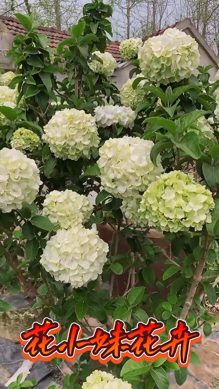 中华木绣球又名斗球花开如斗耐寒耐旱南北方都可以栽植-度小视