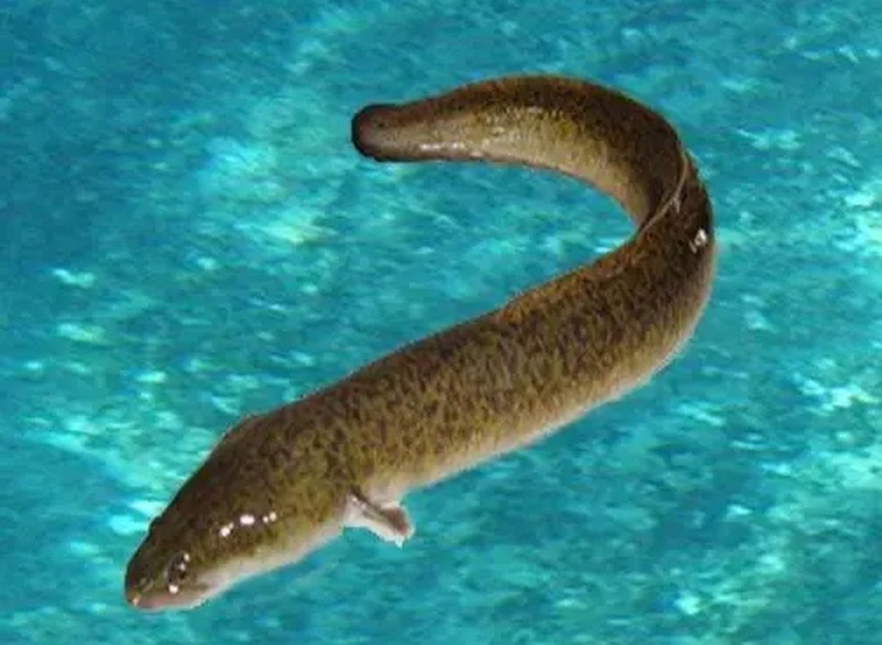 金鳗鱼说:"你放了我,我保你贵不可言;你杀了我,我要你家破人亡