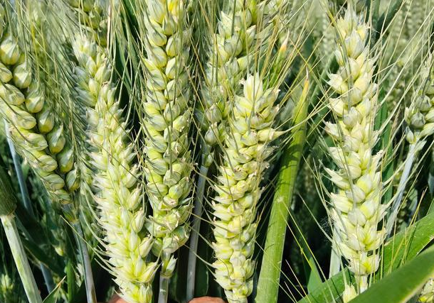 淮麦35小麦品种介绍