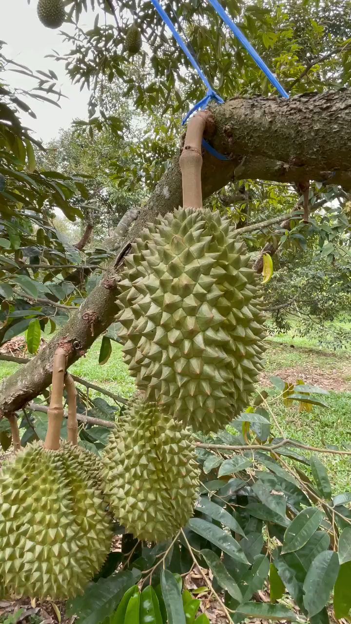 看看硕果累累的榴莲树