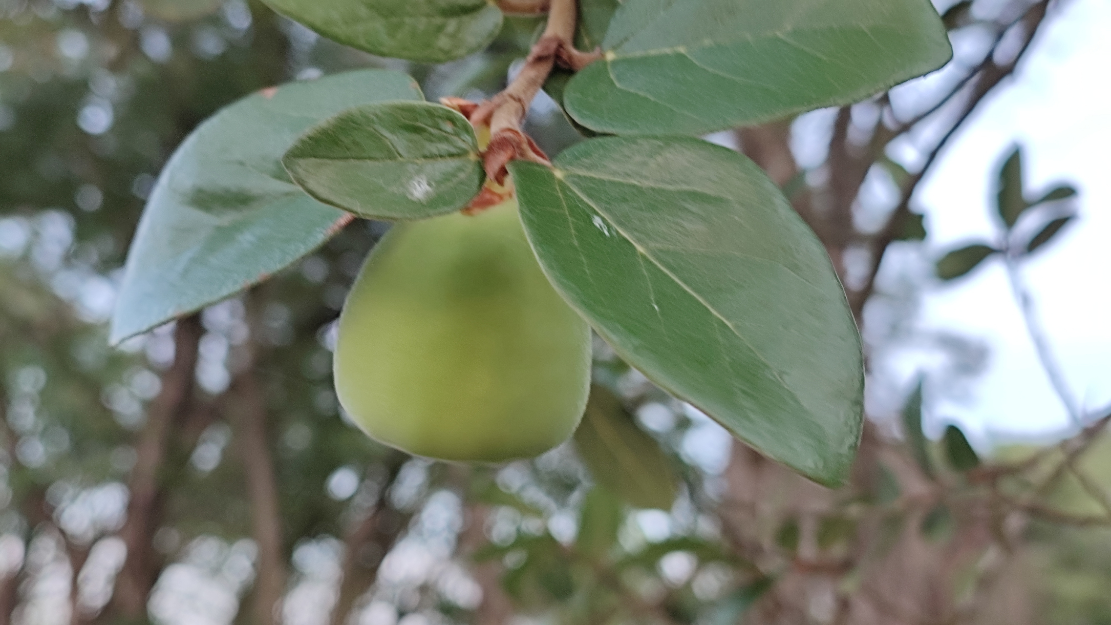 虽然薜荔果好处多多,但是它也有属于自己的饮食禁忌的,薜荔果在服用的