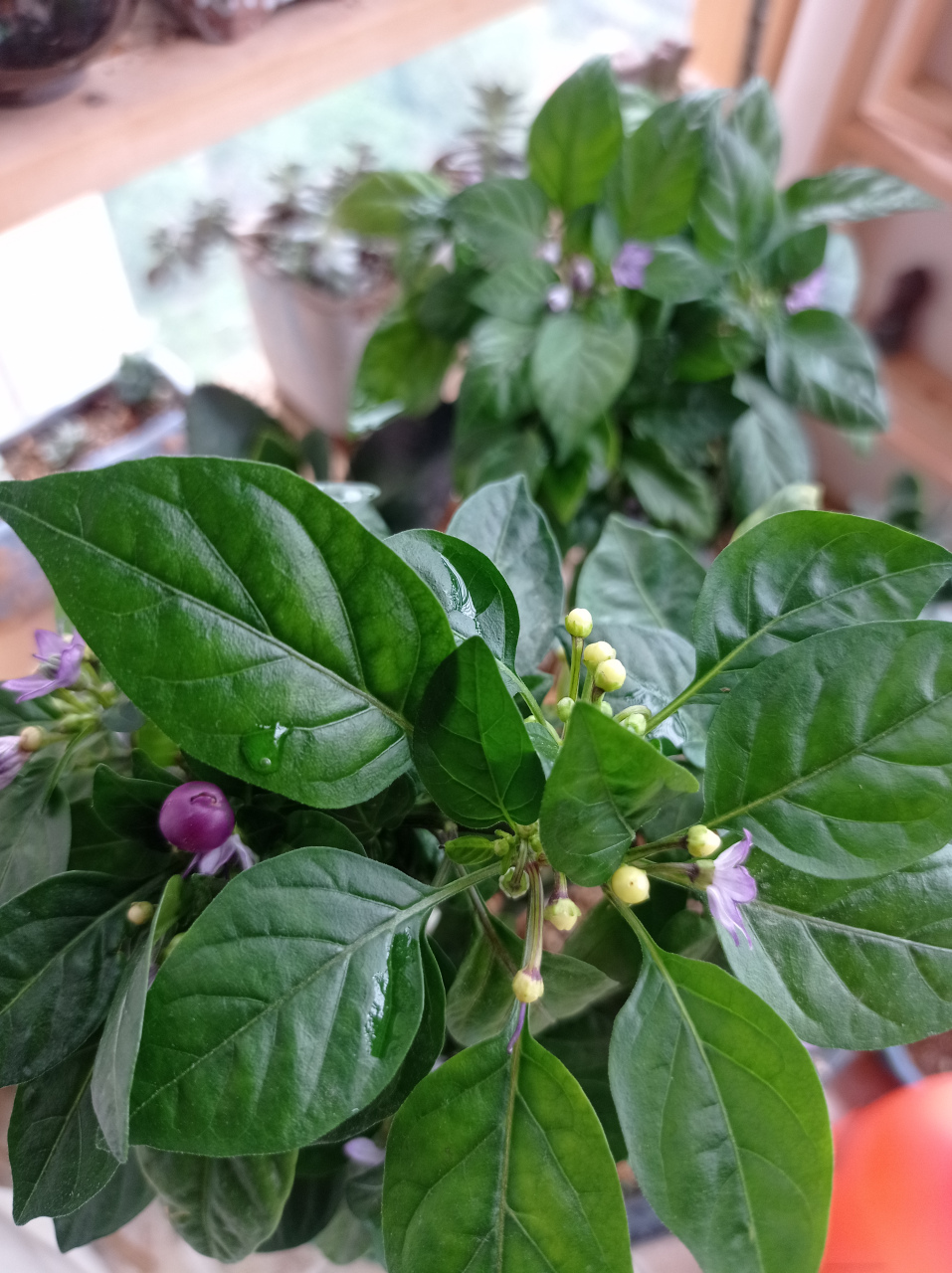 生长了两年的五彩辣椒树,又开花结果啦!