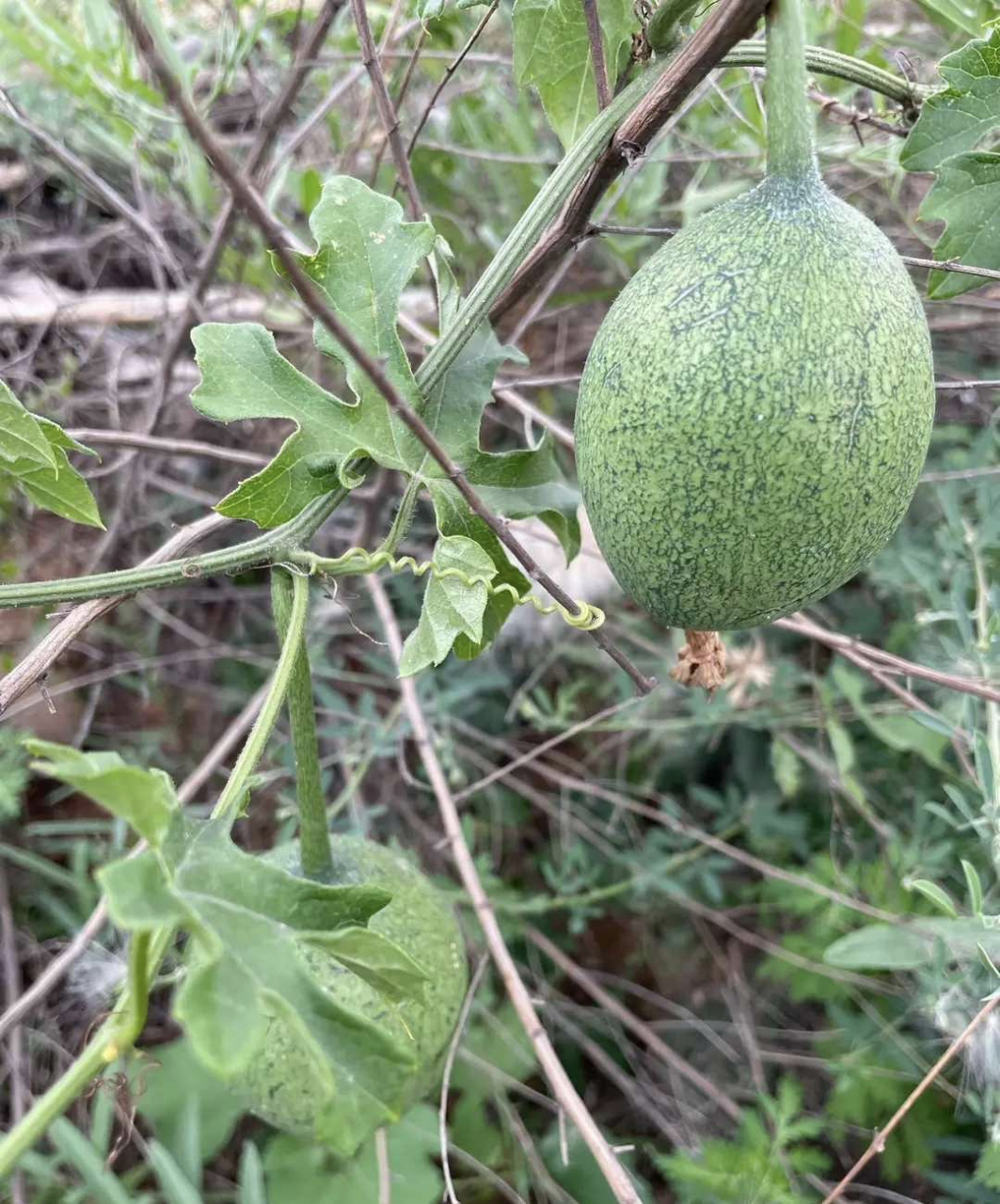 东南西北瓜,何瓜?真不认识它[滑稽]