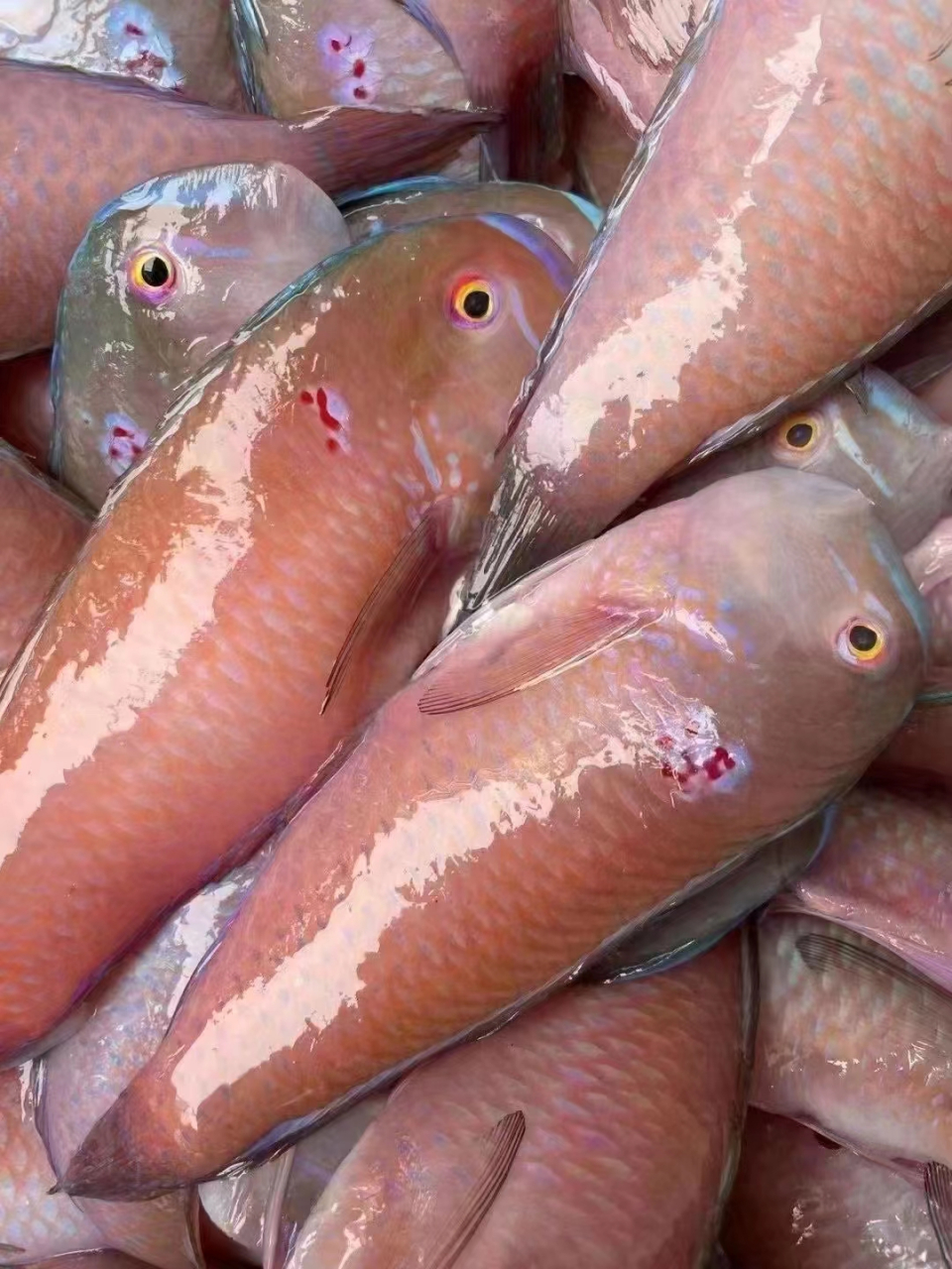 【野生红莺歌鱼95 】11条左右 [色] 补钙海鱼,野生红莺歌鱼,个头大