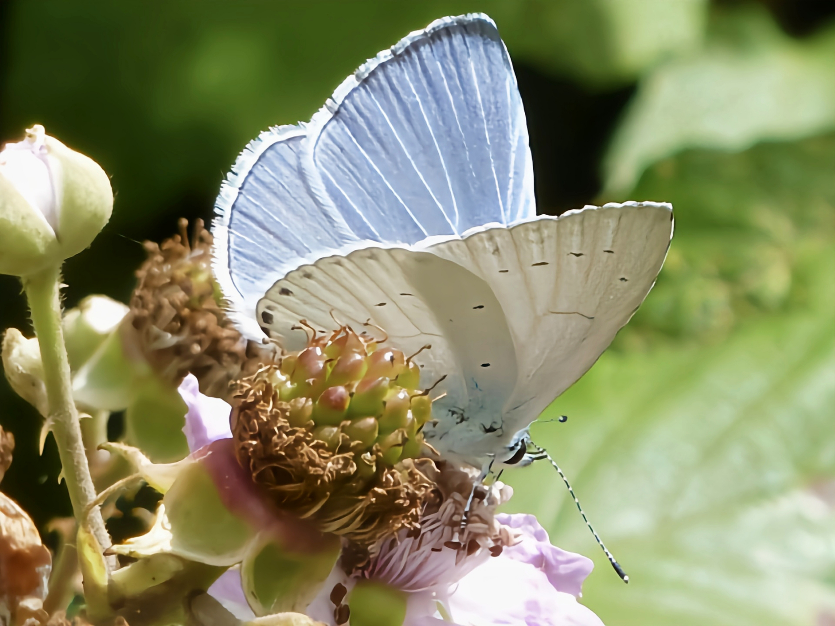 每天认识一种昆虫——琉璃灰蝶 琉璃灰蝶别名醋栗灰蝶, 雌雄蝶在前后