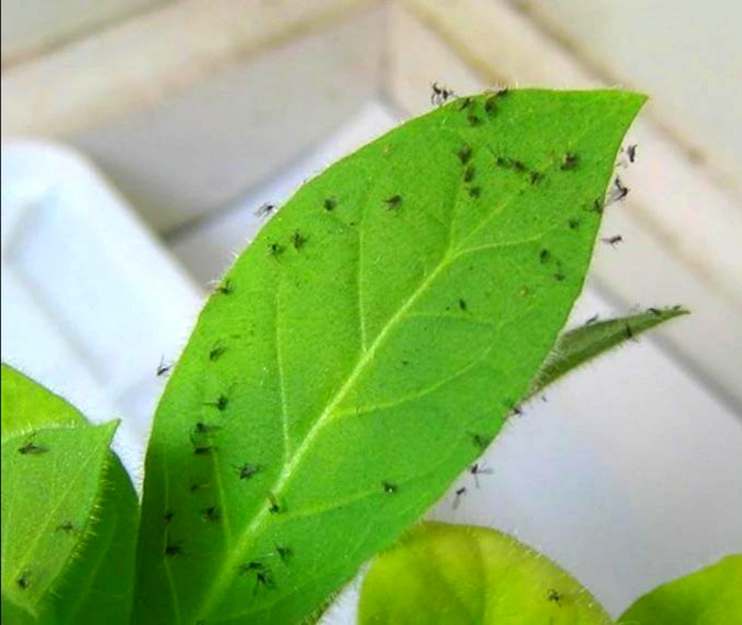 [打call]  [微风]小黑飞学名叫做"尖眼蕈蚊",繁殖速度快,易生于潮湿