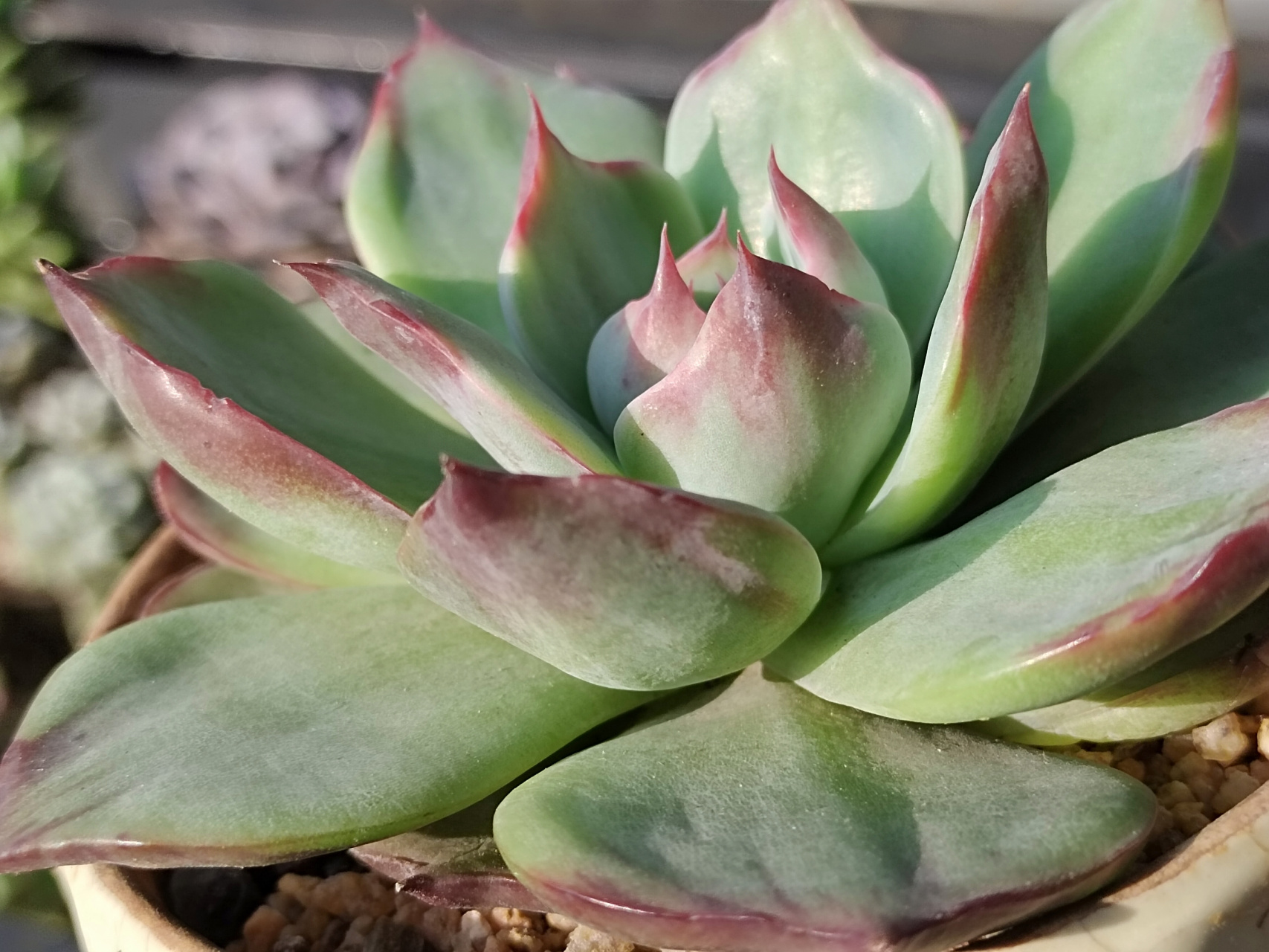 出了几天太阳,惊鸿仙子开始上色了,只是叶片还没包起来#多肉植物