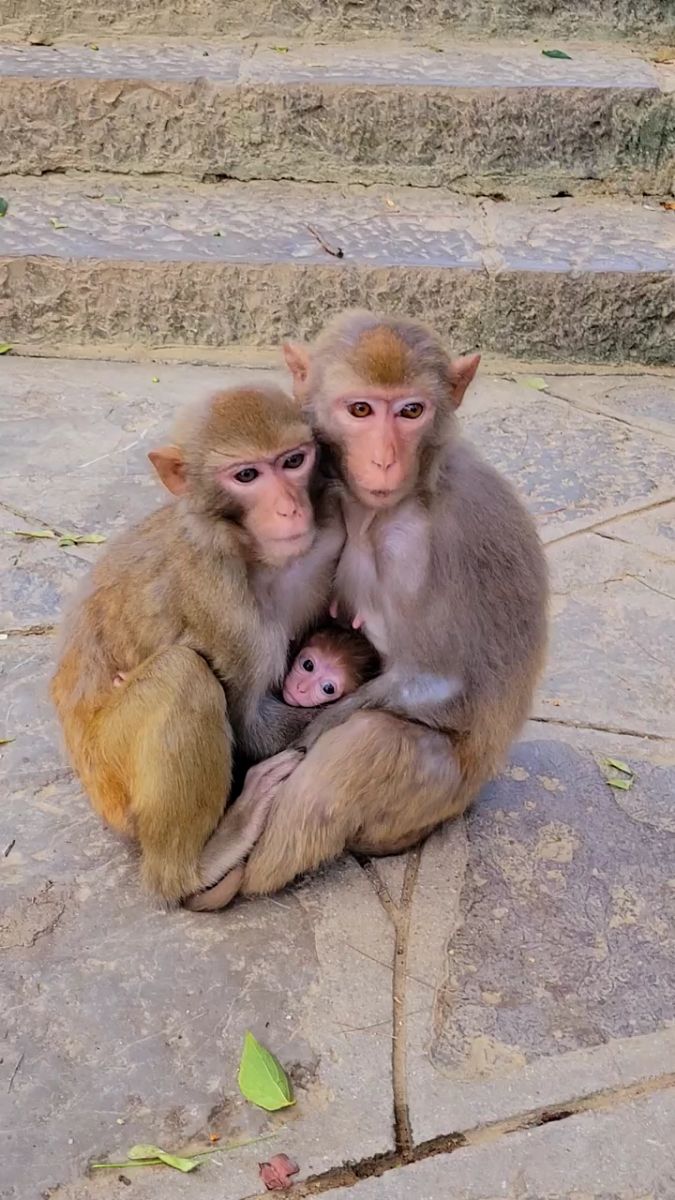 幸福的一家三口,和蔼可亲的一家猴.