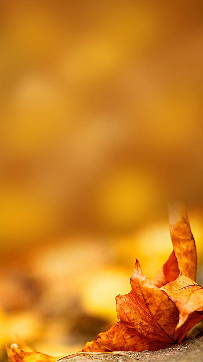 飘零的秋叶,隐含着中年的殇