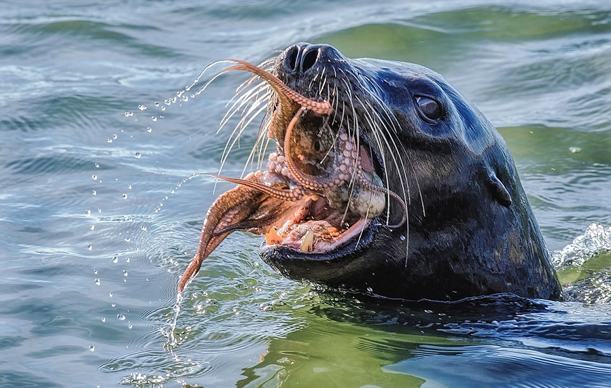 海豹吃章鱼,一口吞,嘎嘣脆,鸡肉味!