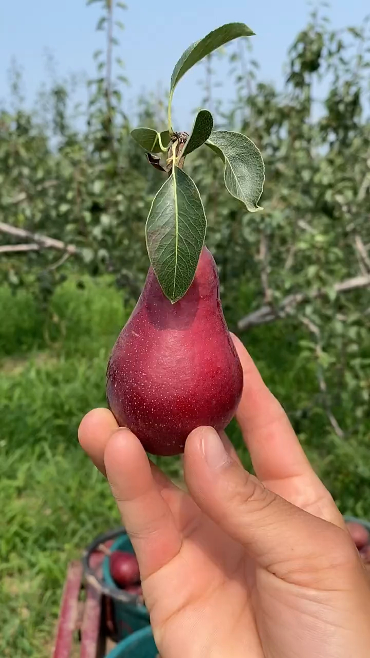 红啤梨树苗植株长势旺盛花芽分化量充足自花授粉稳产性强