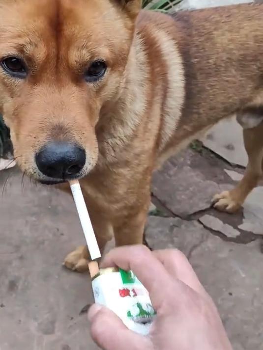 这狗还挺挑,给狗狗递烟,网友:狗都知道用手挡一下