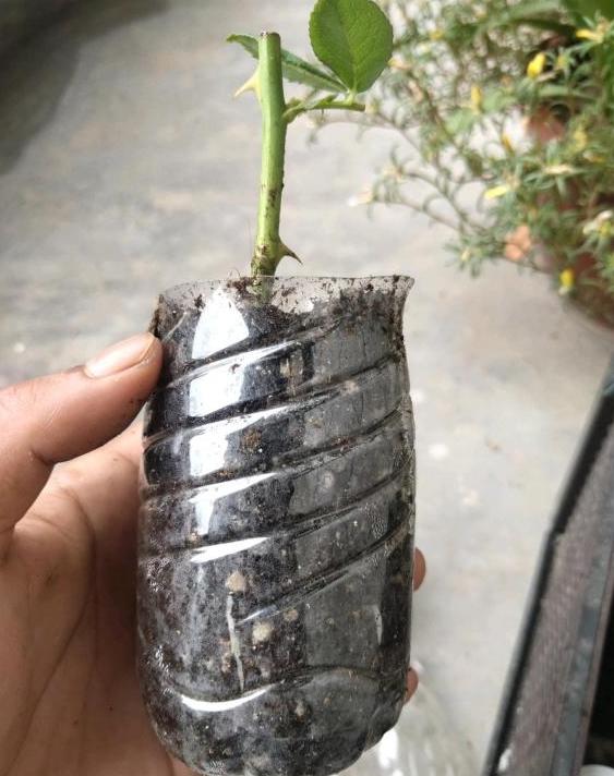 撞墙2.0我觉得还是用蛭石比较好!我插的绣球赤玉土成活率不如蛭石