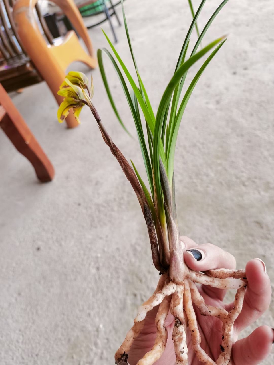 莲瓣兰 新品蝶花 黄金蝶