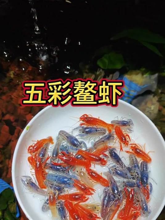 橘鳌虾寿命图片