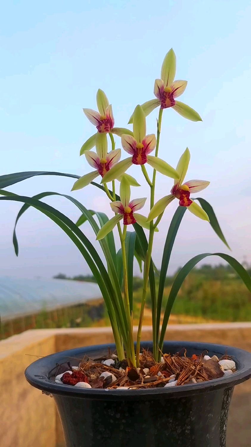 四季兰佛光红素