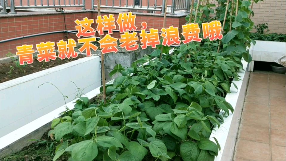 青菜种太多,吃不完咋办?来看看我怎么处理的!
