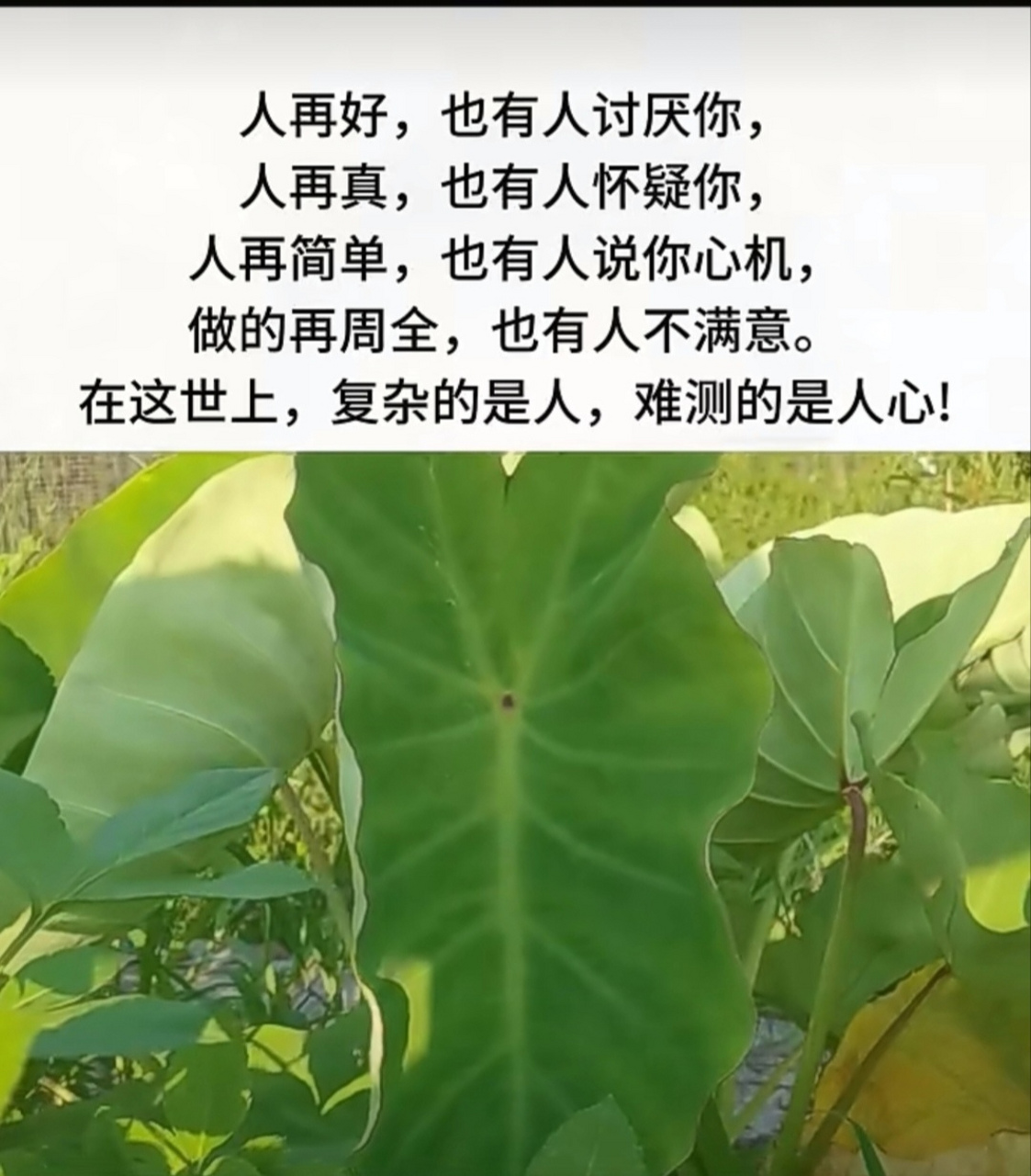 人心难测.一道人生