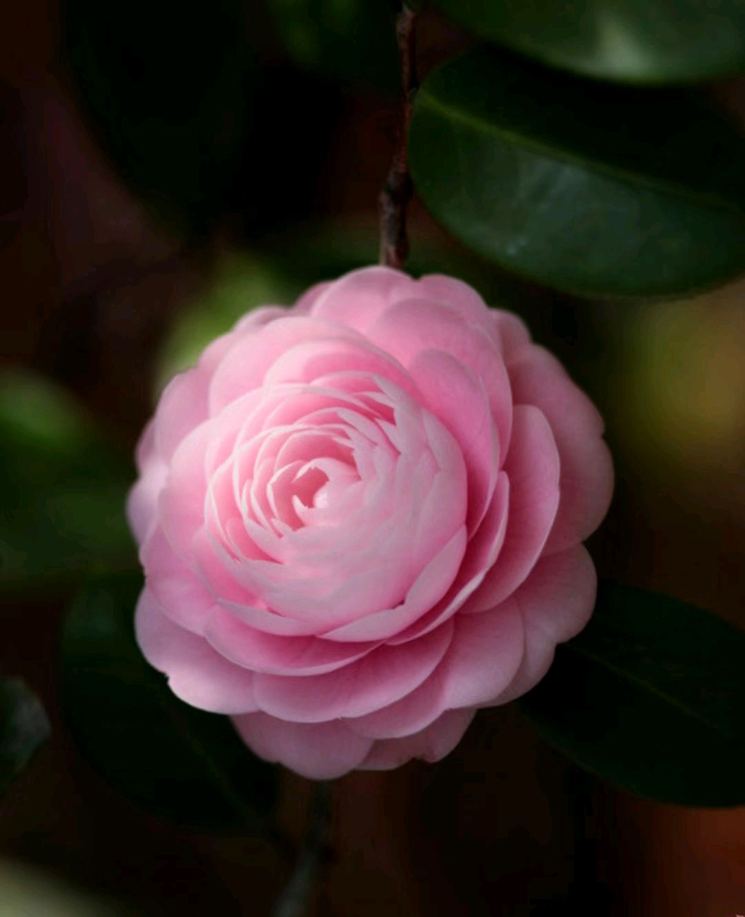 我似乎明白了为什么有那么多人喜欢上茶花了,粉粉嫩嫩的,又有多少人能