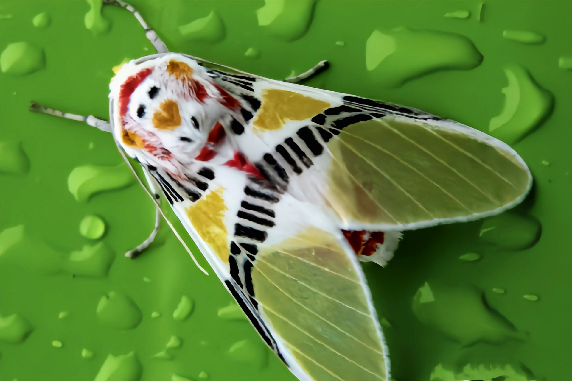 小丑裳蛾别名小丑灯蛾,是鳞翅目,灯蛾科昆虫,原产于南美洲