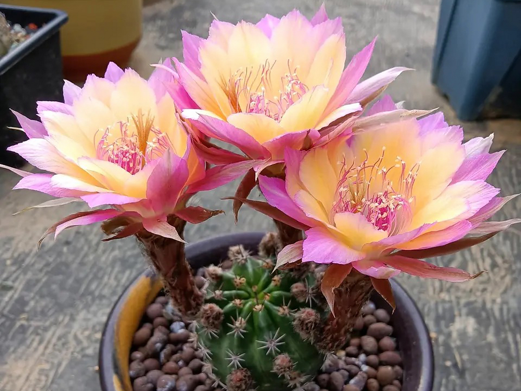 仙气飘飘美丽动人,极光丽花