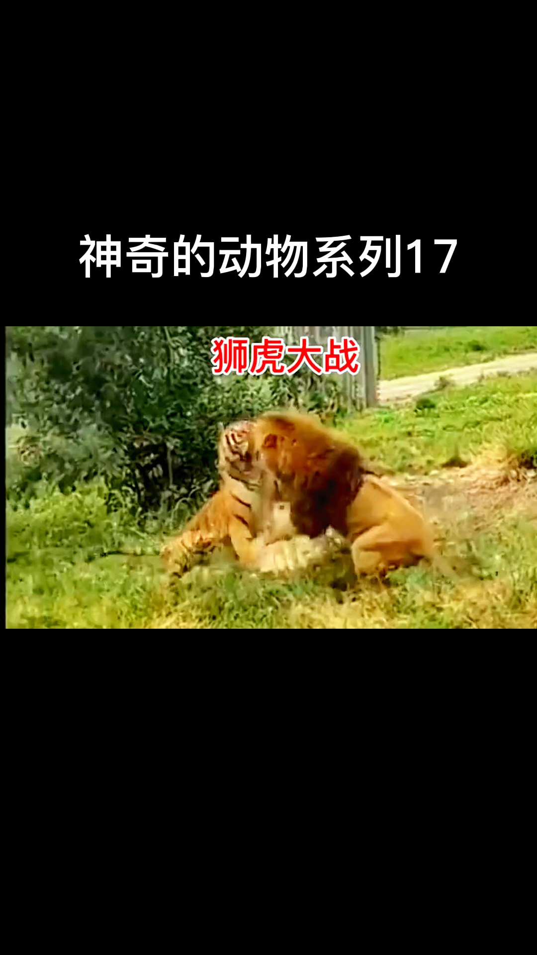 狮虎大战图片