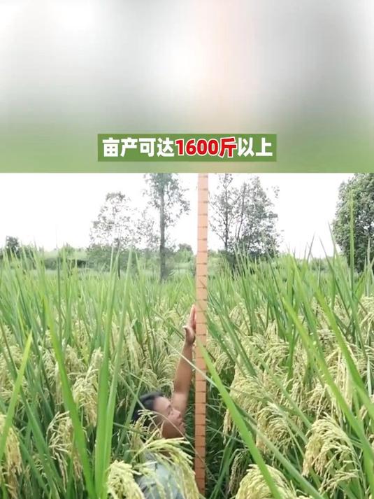 亩产2400斤(亩产1300公斤)