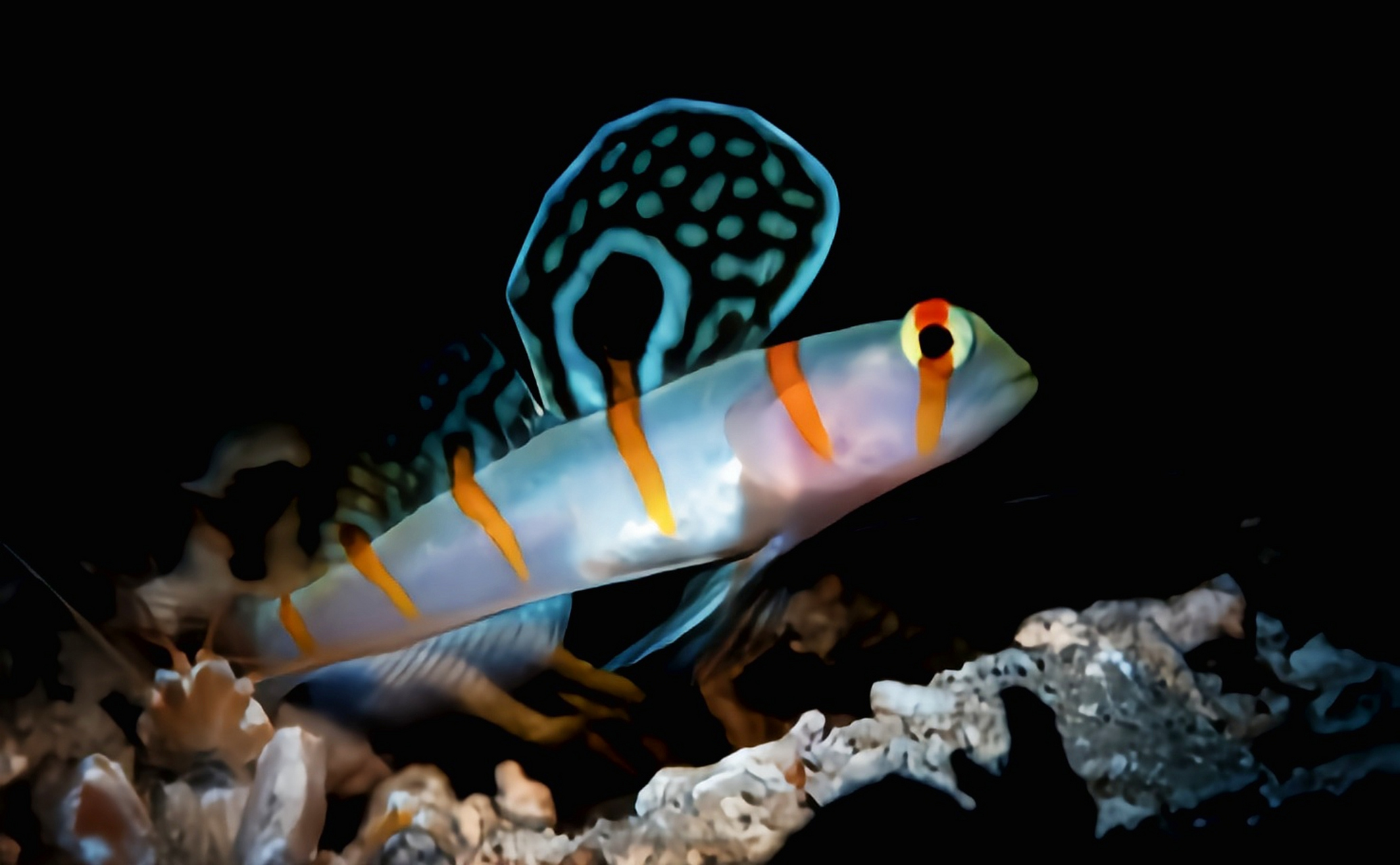 每天认识一种动物——大帆虾虎 大帆虾虎别名伦氏钝塘鳢,原产于太平洋