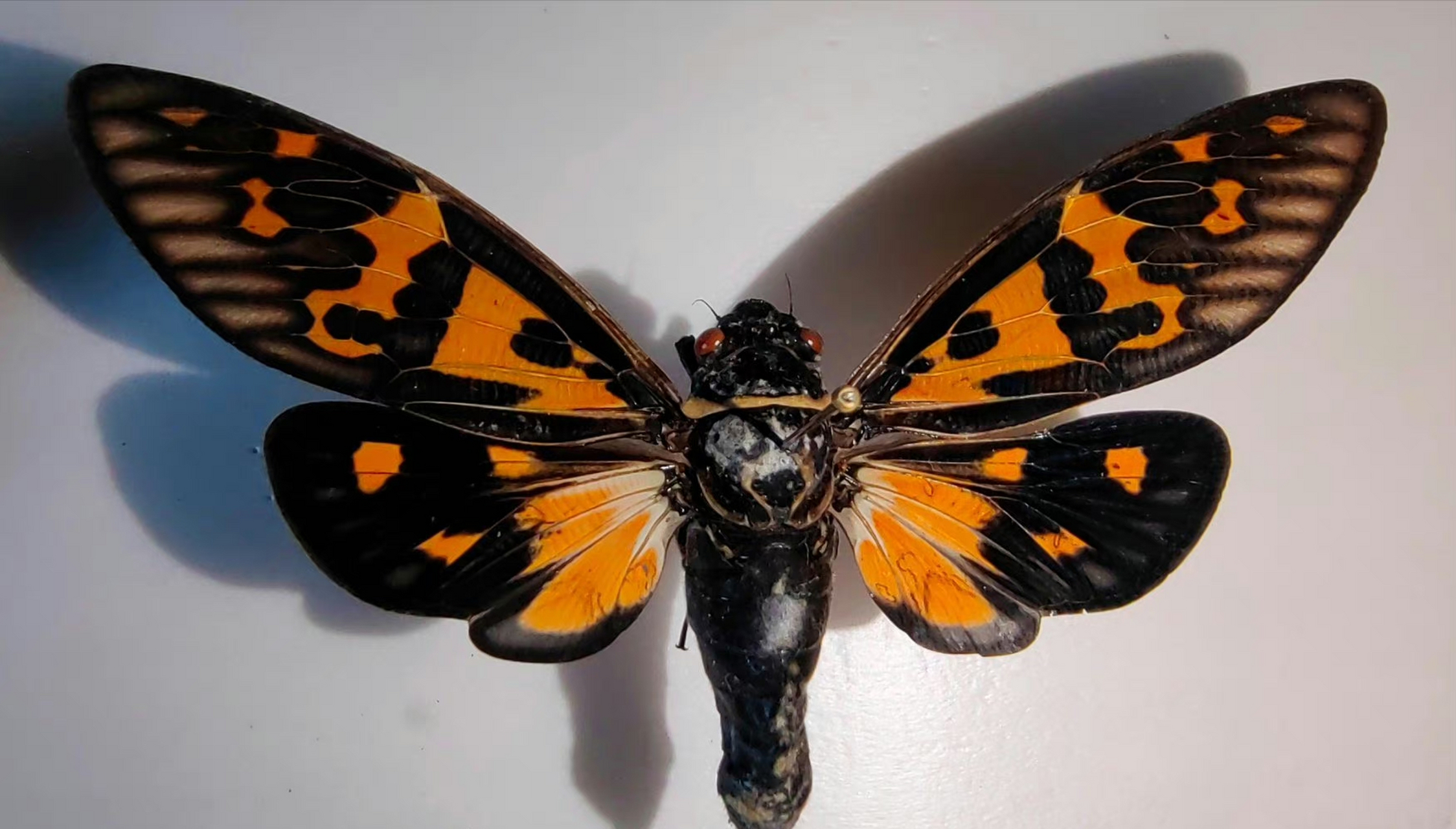 赤橙黄绿青蓝紫,彩蝉的色斑型令人眼花缭乱,人生就像一场马拉松,关键