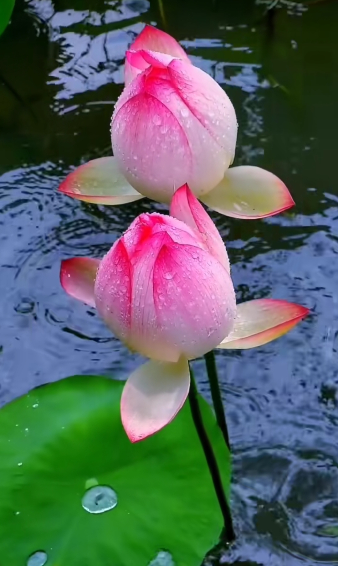 1080_1807竖版 竖屏