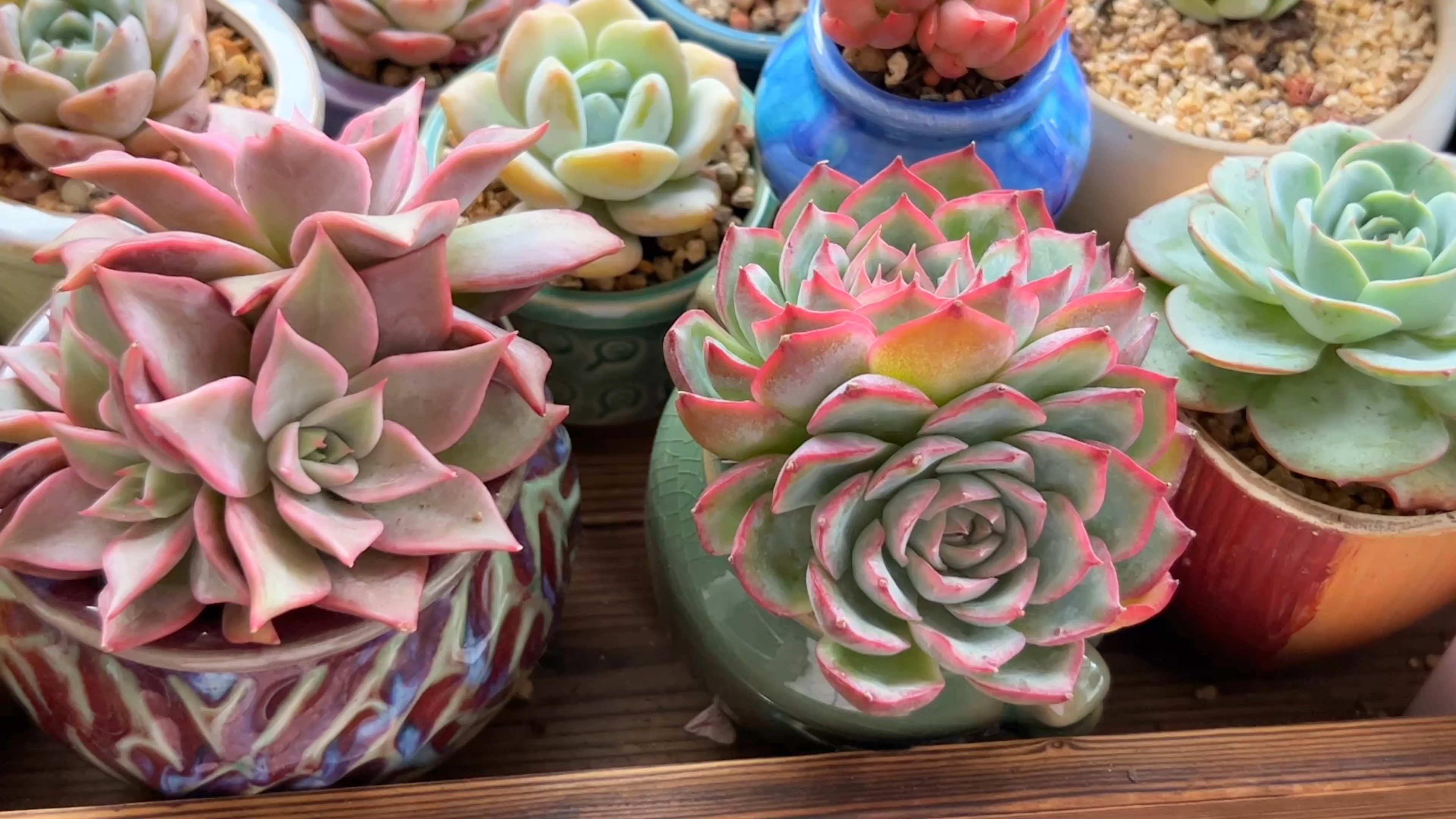 阳台党适合小多肉,报个多肉名,这十几种好多肉友爱