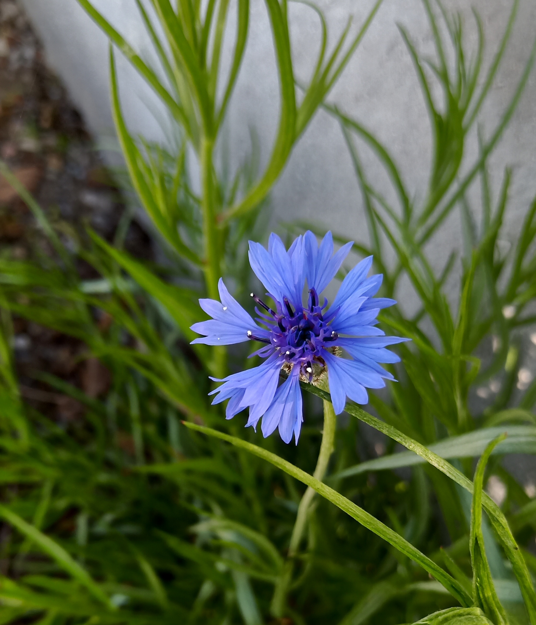 蓝色矢车菊花语图片